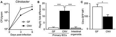 Microbiota Inhibit Epithelial Pathogen Adherence by Epigenetically Regulating C-Type Lectin Expression